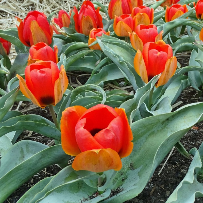 Tulipa albertii Tulipa albertii