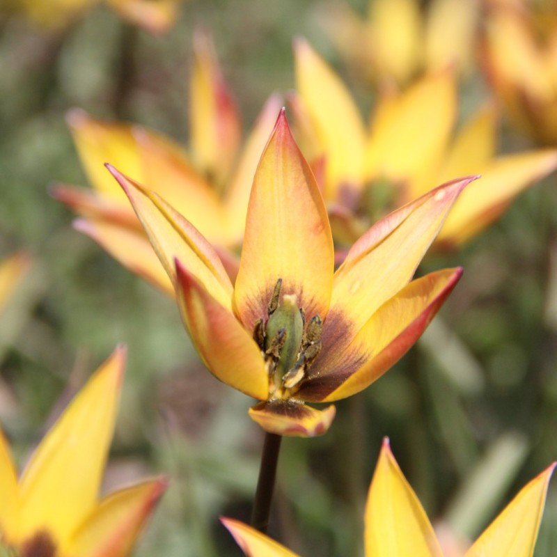 Tulipa aucheriana x hageri -geel- Tulipa aucheriana x hageri -geel-