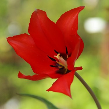 Tulipa lanata