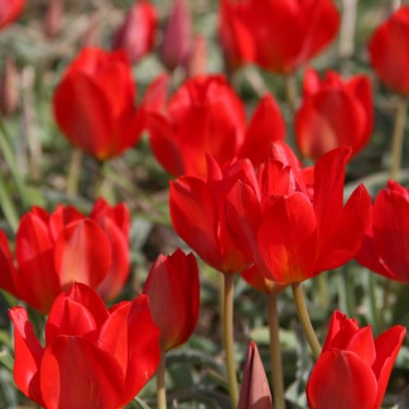 Tulipa vvedenskyi