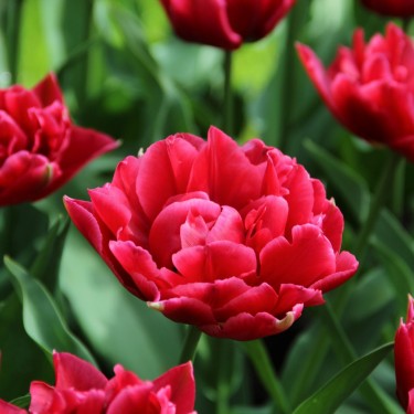 Tulipa 'Cornelis Kuipers'