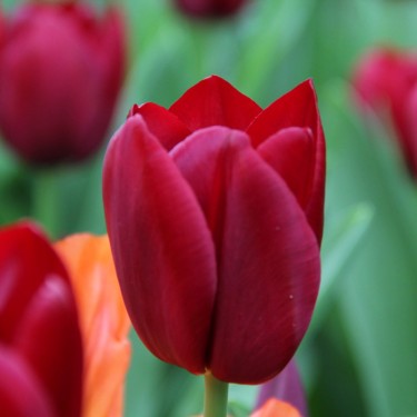Tulipa 'National Velvet' Tulipa 'National Velvet'