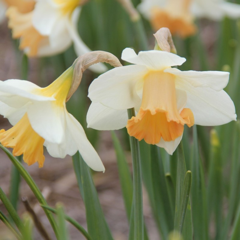 Narcissus 'Delta Wings' Narcissus 'Delta Wings'