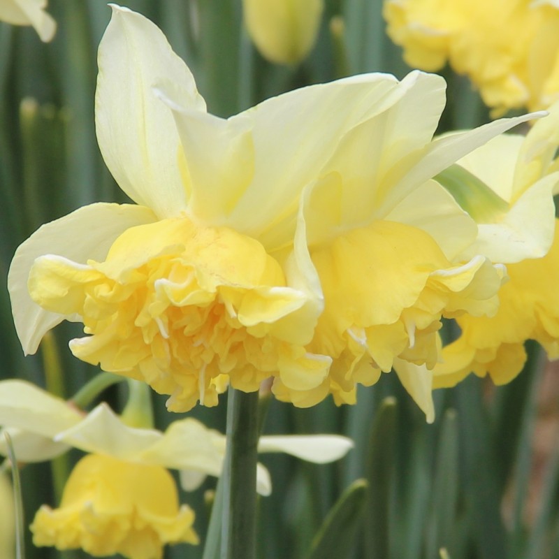 Narcissus 'Toyama' Narcissus 'Toyama'