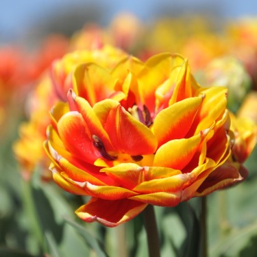 Tulipa 'Tournesol Red and Yellow'