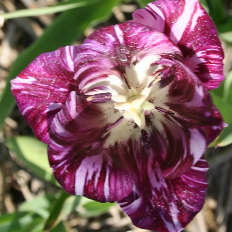 Tulipa 'Gipsy Girl' Tulipa 'Gipsy Girl'