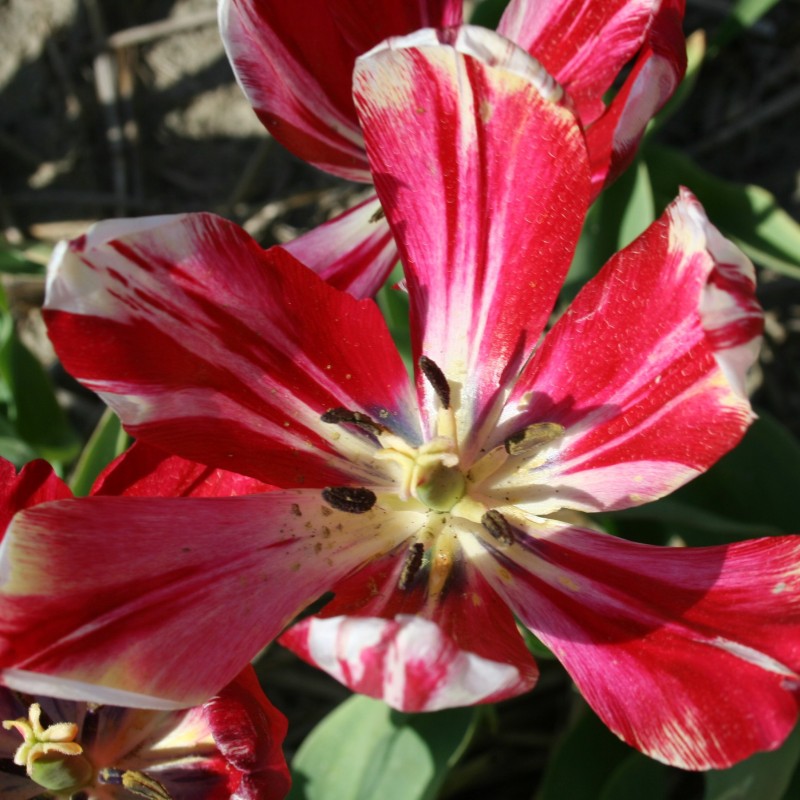 Tulipa 'Graaf van Buren'