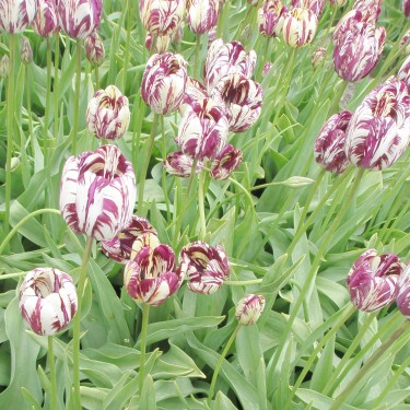 Tulipa 'Charles Le Brun' -broken-
