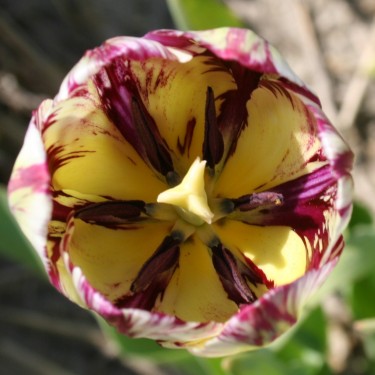 Tulipa 'May-Blossom' -broken- Tulipa 'May-Blossom' -broken-
