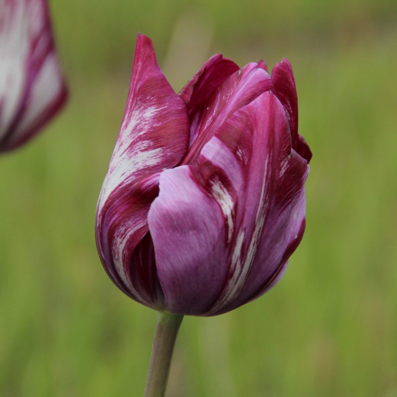 Tulipa 'Lady Catherine Gordon' Tulipa 'Lady Catherine Gordon'