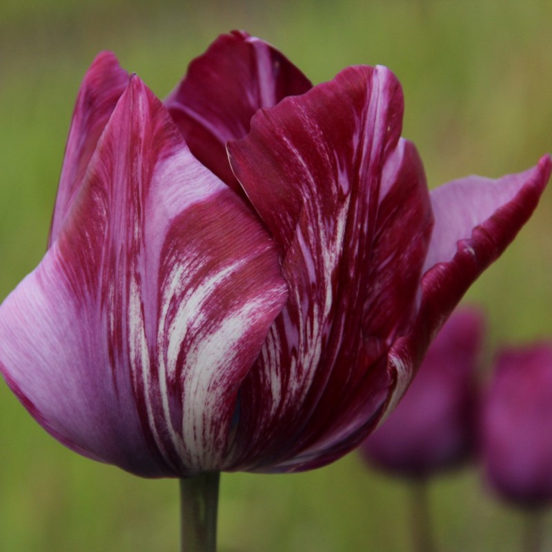Tulipa 'Lady Catherine Gordon' Tulipa 'Lady Catherine Gordon'