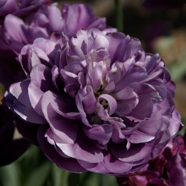 Tulipa 'Blue Flag'