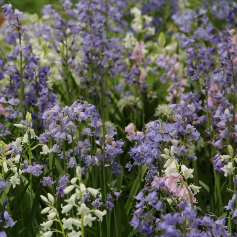 Hyacinthoides hispanica -mix- -grootverbruik- Hyacinthoides hispanica -mix- -grootverbruik-