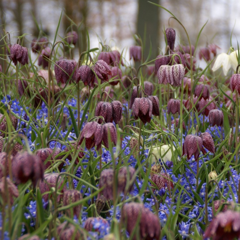 Fritillaria meleagris -grootverbruik- Fritillaria meleagris -grootverbruik-