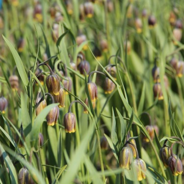 Fritillaria uva-vulpis -grootverbruik-
