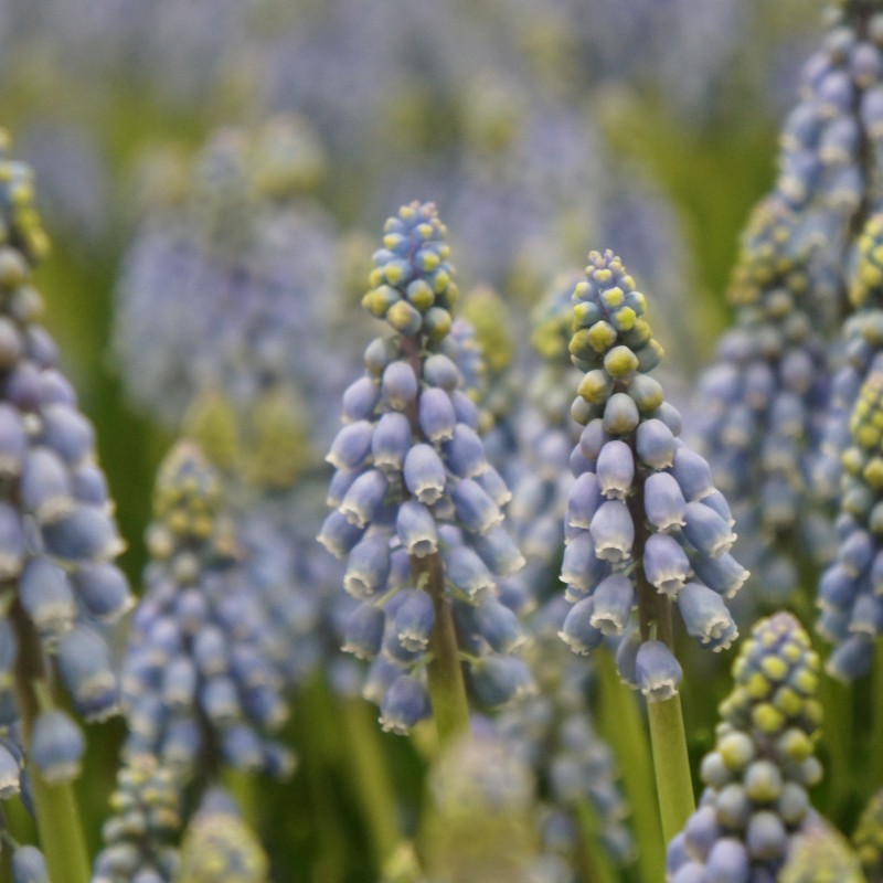 Muscari armeniacum -grootverbruik-