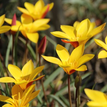 Tulipa clusiana var. chrysantha -grootverbruik-