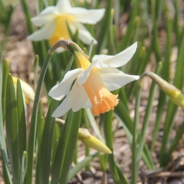 Narcissus 'Delta Wings' Narcissus 'Delta Wings'