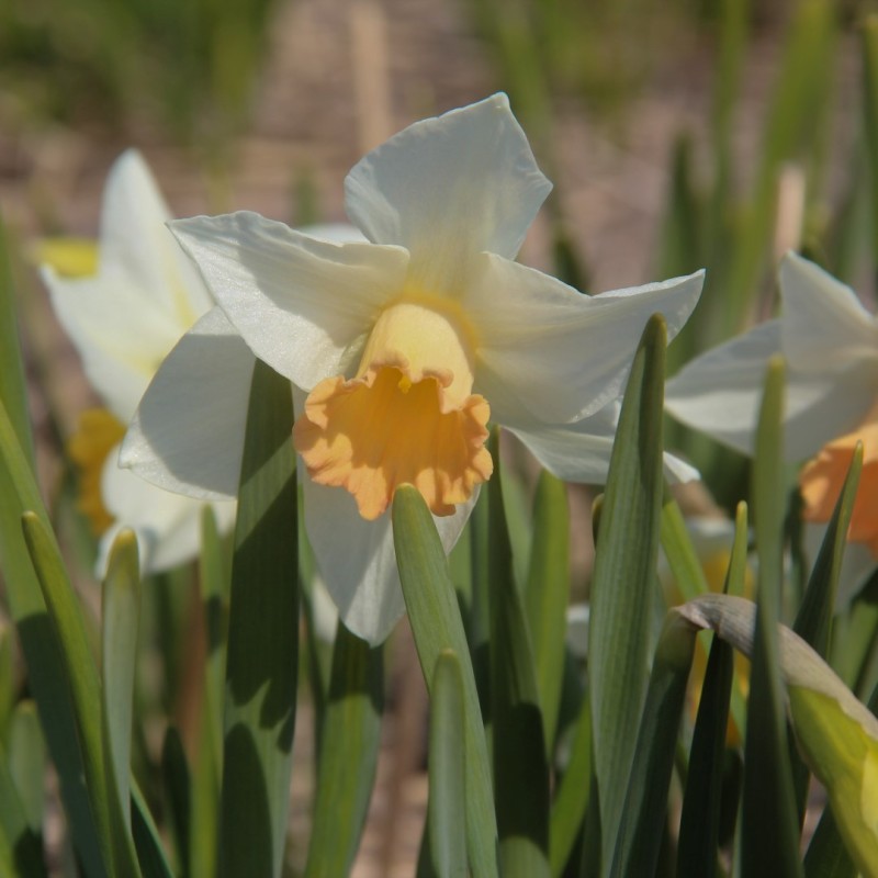 Narcissus 'Delta Wings' Narcissus 'Delta Wings'