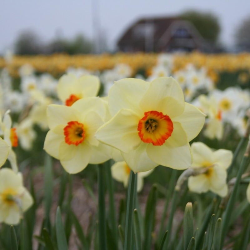 Narcissus 'Sunapee' Narcissus 'Sunapee'