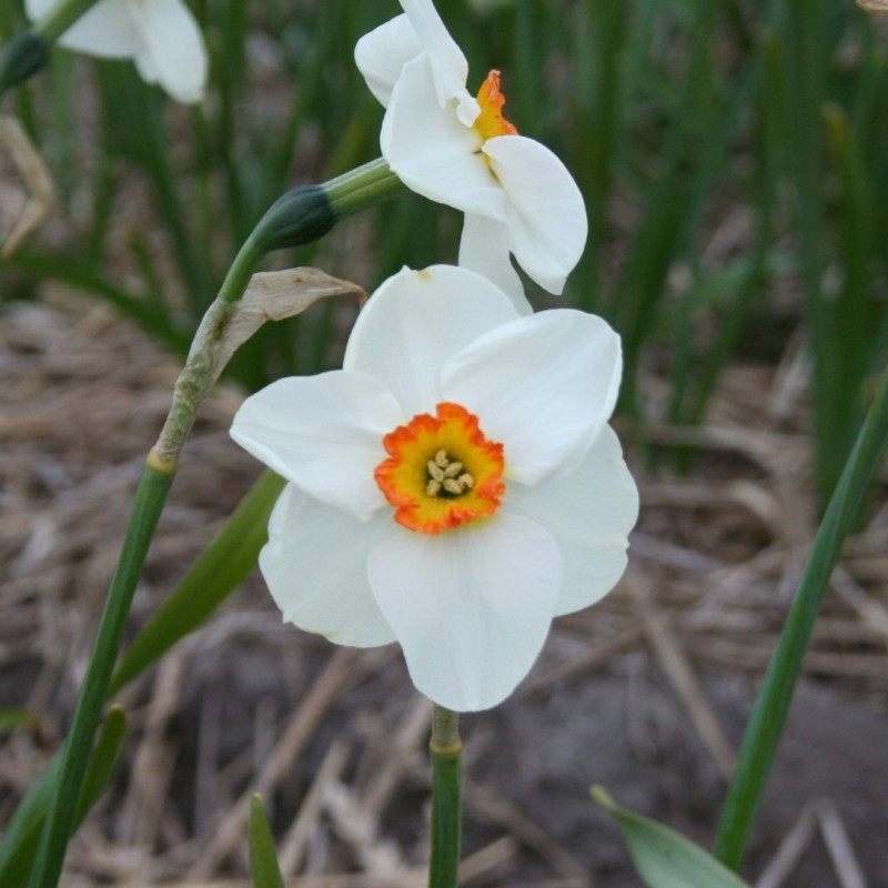 Narcissus 'Trillick' Narcissus 'Trillick'