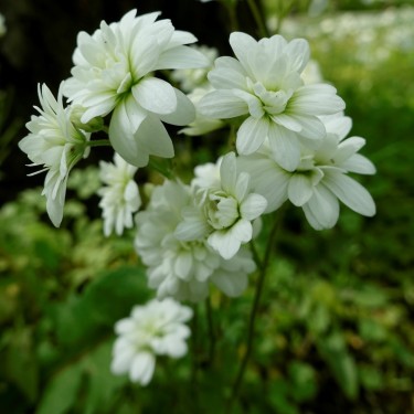 Saxifraga granulata 'Plena'