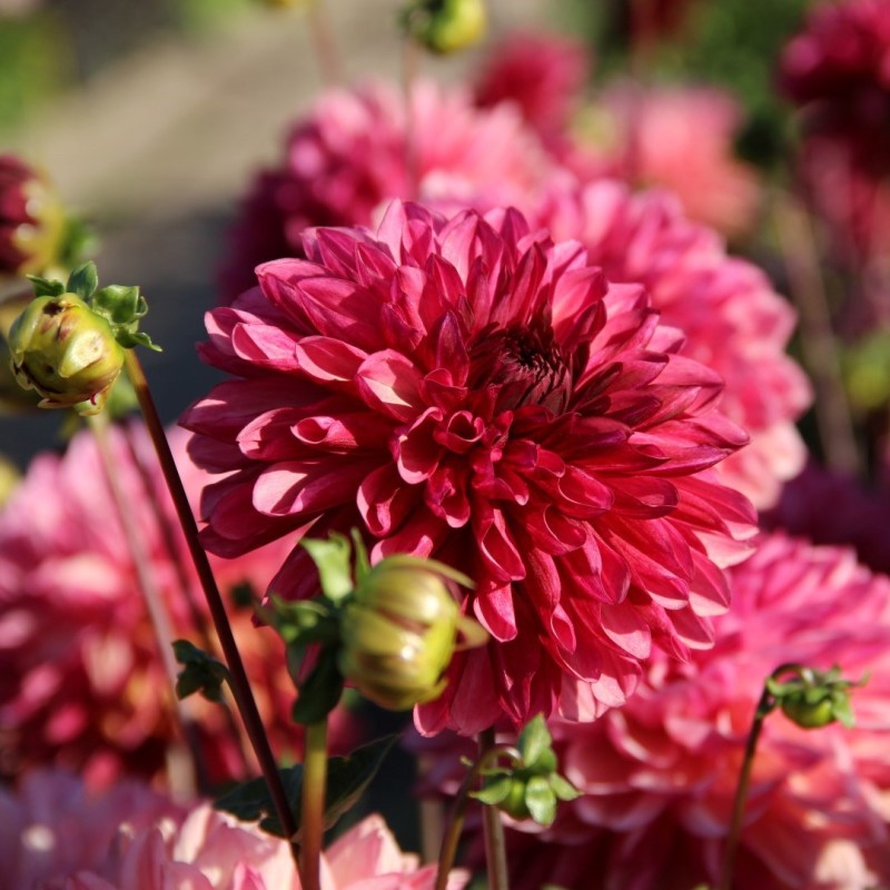 Dahlia 'Bacardi' Dahlia 'Bacardi'