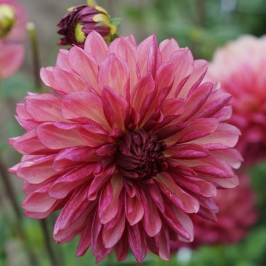 Dahlia 'Bacardi' Dahlia 'Bacardi'