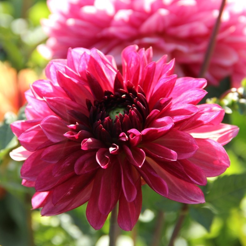 Dahlia 'Bacardi' Dahlia 'Bacardi'