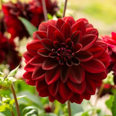 Dahlia 'Arabian Night' Dahlia 'Arabian Night'