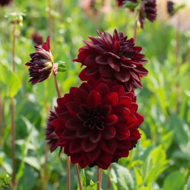 Dahlia 'Arabian Night' Dahlia 'Arabian Night'