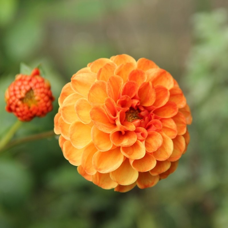 Dahlia 'Bantling' Dahlia 'Bantling'