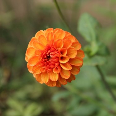 Dahlia 'Bantling' Dahlia 'Bantling'