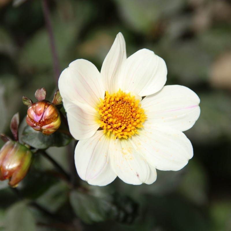 Dahlia 'Bishop of Dover' Dahlia 'Bishop of Dover'