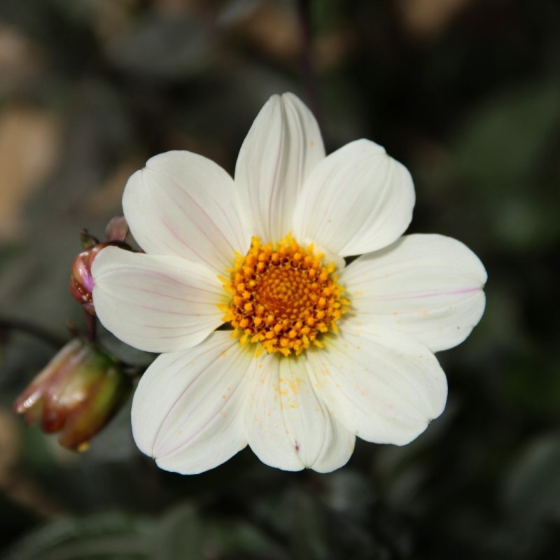 Dahlia 'Bishop of Dover' Dahlia 'Bishop of Dover'