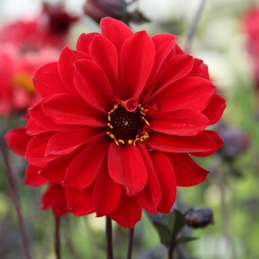 Dahlia 'Bishop of Llandaff'