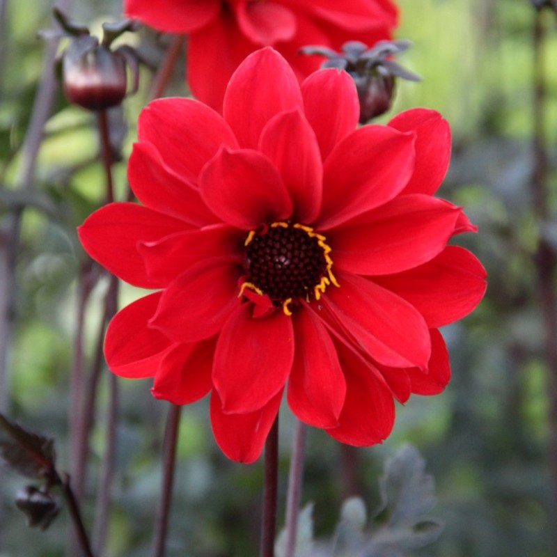 Dahlia 'Bishop of Llandaff' Dahlia 'Bishop of Llandaff'