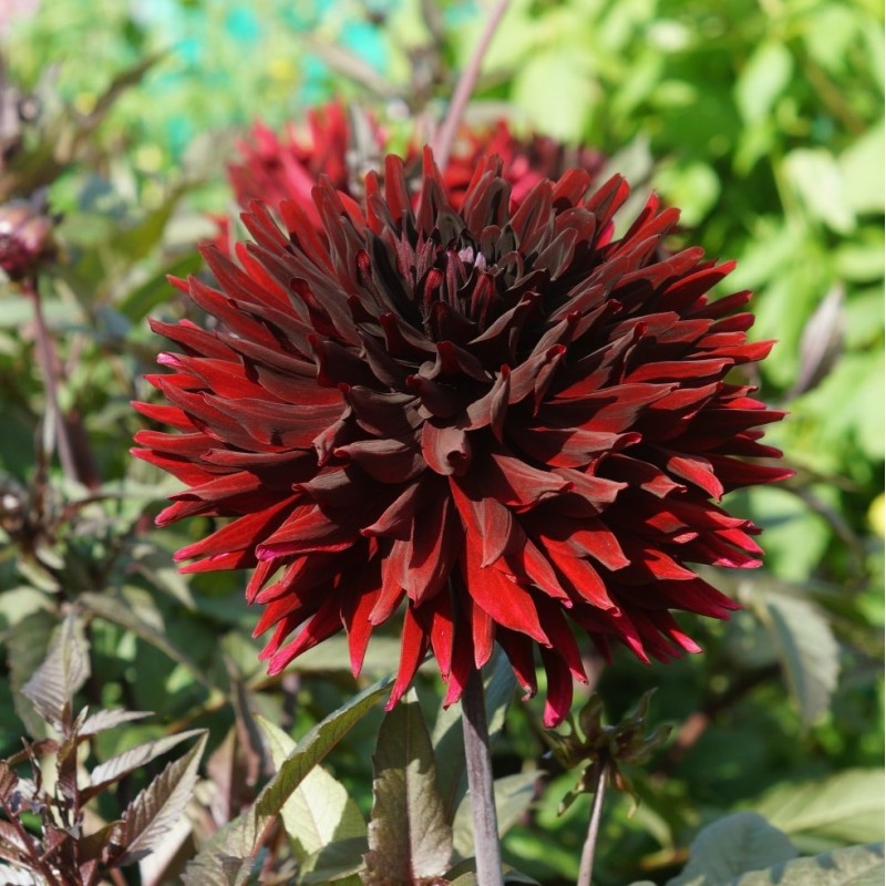 Dahlia 'Black Jack' Dahlia 'Black Jack'
