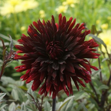 Dahlia 'Black Jack'
