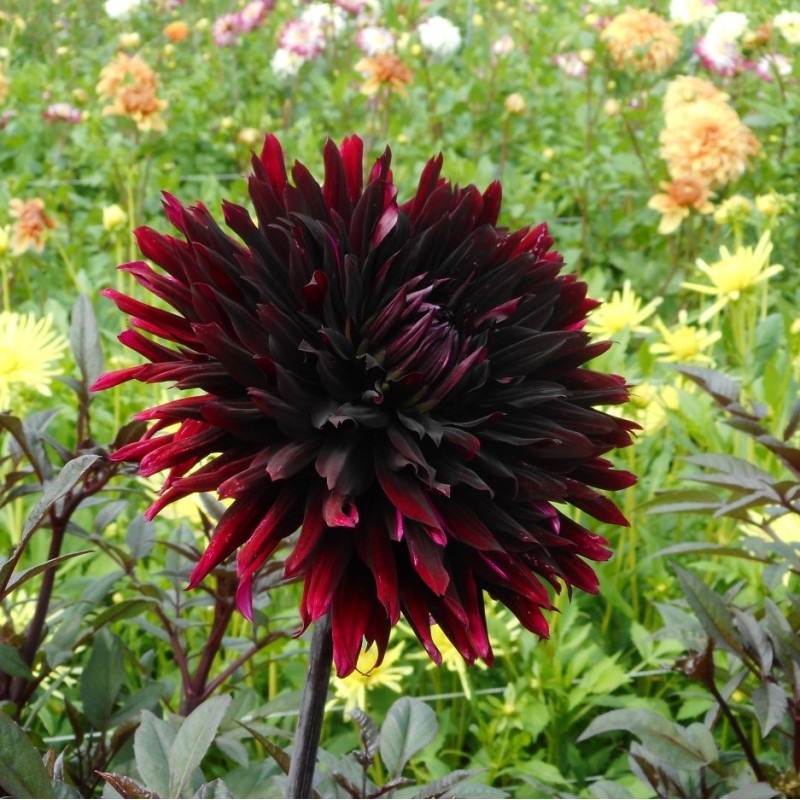 Dahlia 'Black Jack' Dahlia 'Black Jack'