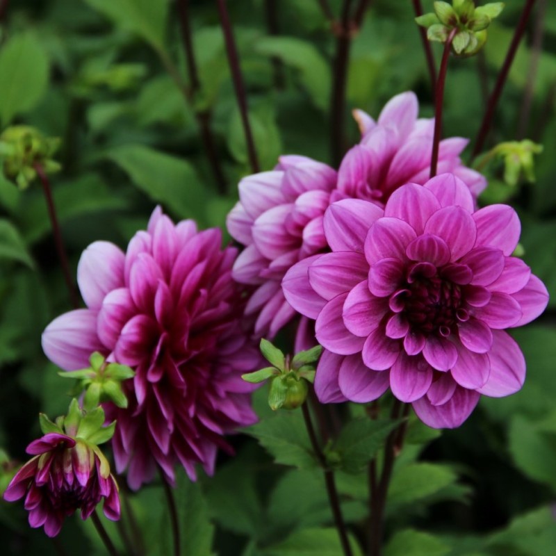 Dahlia 'Blue Bell' Dahlia 'Blue Bell'
