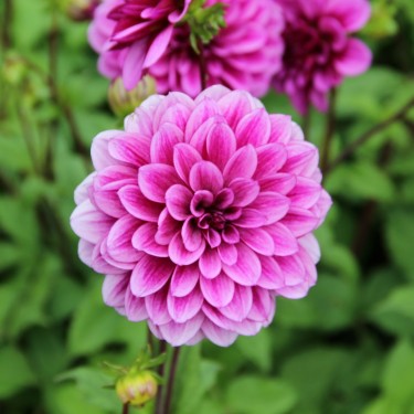 Dahlia 'Blue Bell' Dahlia 'Blue Bell'