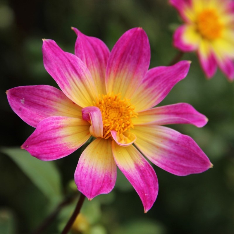 Dahlia 'Bright Eyes' -BIO- Dahlia 'Bright Eyes' -BIO-