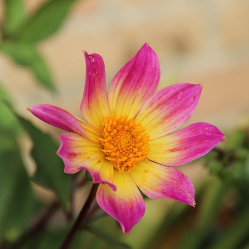 Dahlia 'Bright Eyes' -BIO- Dahlia 'Bright Eyes' -BIO-