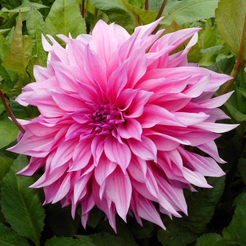 Dahlia 'Café au Lait Rosé'® Dahlia 'Café au Lait Rosé'®