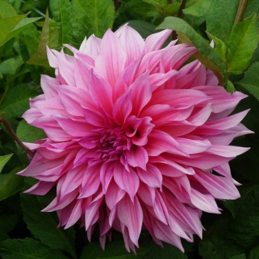 Dahlia 'Café au Lait Rosé'® Dahlia 'Café au Lait Rosé'®