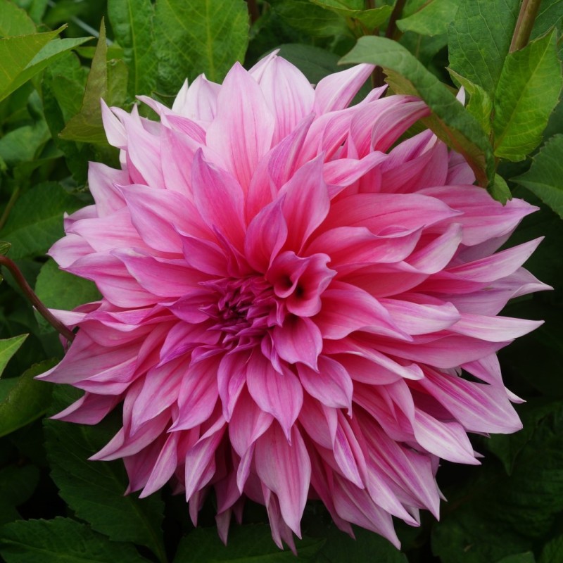 Dahlia 'Café au Lait Rosé'® Dahlia 'Café au Lait Rosé'®