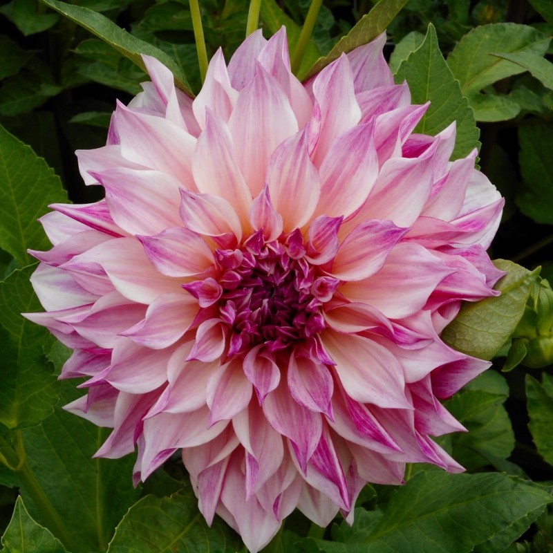 Dahlia 'Café au Lait Royal' Dahlia 'Café au Lait Royal'