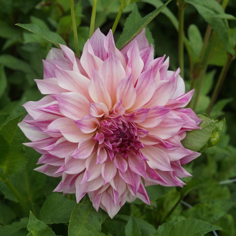 Dahlia 'Café au Lait Royal' Dahlia 'Café au Lait Royal'