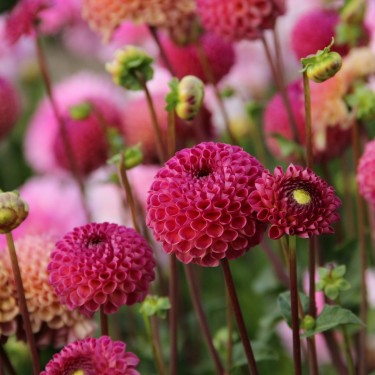 Dahlia 'Burlesca' Dahlia 'Burlesca'